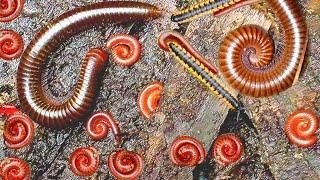 One Huge Giant Millipedes In Wet Land And Hundreds Red Bugs| Huge Worms | Bugs | Trian Worms