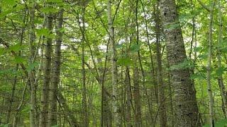 Lot F S Scenic DR, Barbeau, MI Presented by David Buckalew.