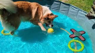 Steinunn's Kennel ️  Joy of Summer 