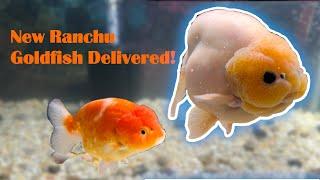 My Two New Ranchu Goldfish Have Arrived | Goldfish Island Unboxing