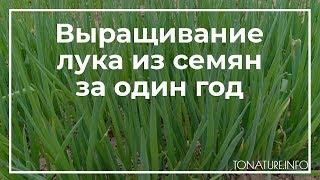 Выращивание лука из семян за один год | toNature.Info