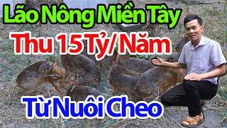 Lão Nông Miền Tây Thu 15 Tỷ/ Năm Từ Nuôi Cheo Cheo Trại Cheo Cheo Lớn Nhất Vĩnh Long