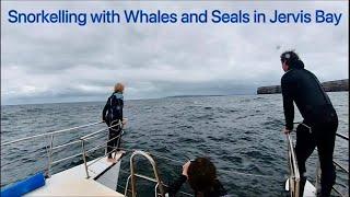 Snorkelling with Whales and Seals in Jervis Bay