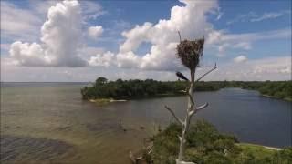 Osprey and its nest!