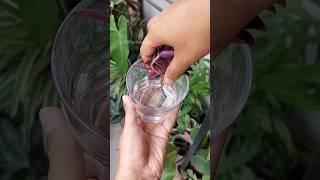 Propagate Tradescantia in Water