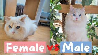 The Key Differences between Male and Female Cats | The Cat Butler