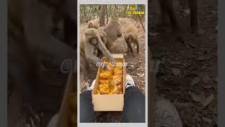 Every Bhandara Story  Funny Animals Dubbed Video #shorts #voiceover #rjstomar