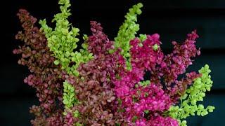 Grow-A-Long Orach ‘Tricolour Plumes’ (Atriplex hortensis)