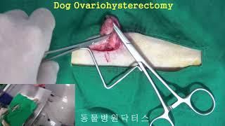 Spay in Shiba Inu, OvarioHysterEctomy 시바견 중성화수술