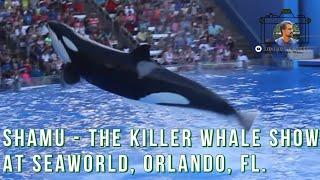 Seaworld Shamu Killer Whale Show| Seaworld Shamu Show| SeaWorld Orlando| Seaworld Orca Show| Florida