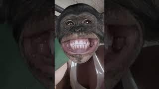 Monkey face funny video  #funny #youtubeshorts