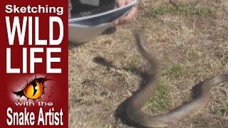 Cut snake almost bites the Snake Artist