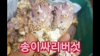 송이싸리버섯 1kg 39,000원 (택배비 5,000원 별도) 3kg 주문시 택비무료 전화번호 : 010 3413 4816    푸른식품의 자연산버섯 시리즈 우리농산물직거래장터