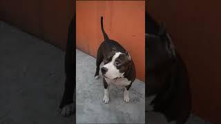 Mafia is very serious about Little baby #pitbull #reels #shorts #viralvideo #viral  #pitbulldog