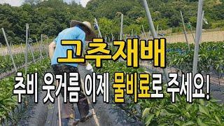 고추재배 추비 웃거름 이제는 물비료로 주세요. 관비농법 액비 고추농사