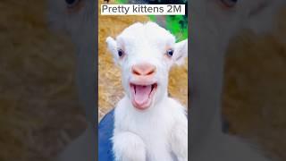 Cute baby goat  sound #youtubeshorts #shortvideo #goat #shorts #goatsounds #viral #tiktok #short