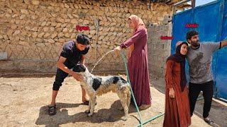 The Sweet Life of Ayas and His Wife: What should Ayas do to solve Amir's problem(Kohrig family)?