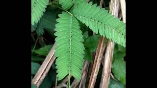 A Plant that reacts to Touch