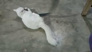 funny cat playing