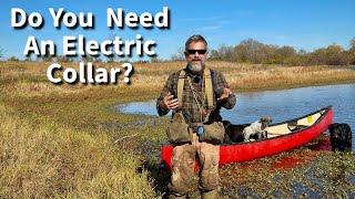 Do You Need An Electric Collar To Train Your Dog For Off Leash Adventures?