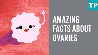 Amazing facts about ovaries