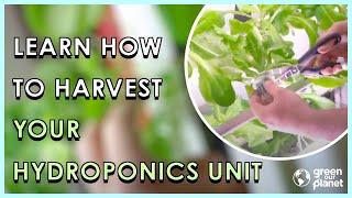 How To Harvest Your Hydroponic Unit