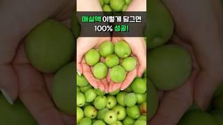 매실액 이렇게 담그면 100% 성공! #건강 #건강식 #건강식단 #건강정보 #건강관리 #매실액 #매실청