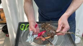 Potting up 2 Wisteria from root cuttings.  12-May-2023