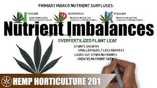 Diagnosing & Treating Hemp Nutrient Imbalances