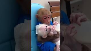 #monkeysr #funnymonkey #babymonkey #monkey #cute #funnyanimal #funny #babymonkeybobby