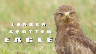 Birds of prey. Lesser spotted Eagle