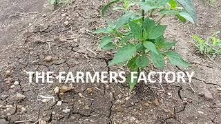 Organic Chilli Crop | #Farmers Factory | slow motion video.