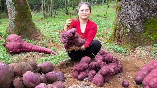 Harvesting Purple Yam for Market Sale - Siamese Duck Stew with Purple Yam | Lucia's daily life