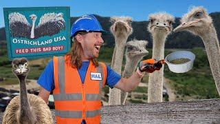 Handyman Hal visits Ostrich Land USA | Awesome Animals for Kids #discoverbuellton