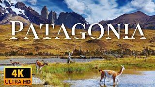 WILD PATAGONIA | Exploring Life at the Edge of the World | Animal Documentary