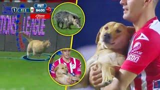  ANIMALES En PARTIDOS Del Fútbol Mexicano