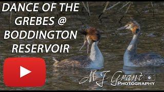 Dancing Great Crested Grebes | Boddington reservoir | Wildlife photography | Bird photography |