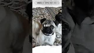 에베레스트 등반 고지를 앞두고 죽을 수 밖에 없는 황당한 이유...#shorts