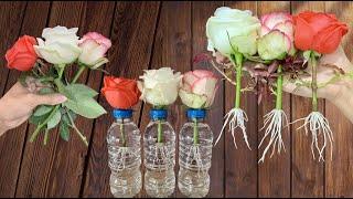 Just water! Roses take root and sprout like crazy in just 1 day