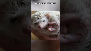  Spike, Sniff, Survive: The Hedgehog's Tale |Paws on the Planet