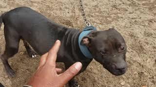 THOMPSON'S KENNEL THE DAMAGE IS ALREADY DONE TIME TO REPAIR