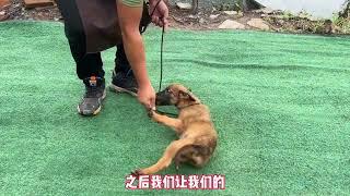 狗狗打滚怎么训练？方法不要太简单，训犬师解锁宠物才艺小技能#宠物 #训犬师 #训狗