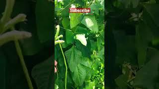 Guyana Bora / Chinese Long Beans Harvest