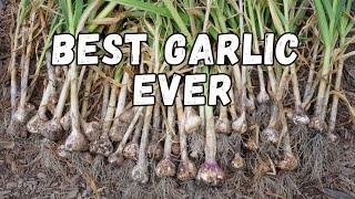 garden harvest | potatoes & garlic