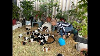 Guinea Pigs and the Blue Tongue Lizard