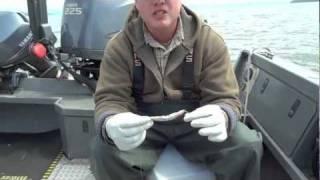 Total Fisherman Baiting Anchovy For Sturgeon