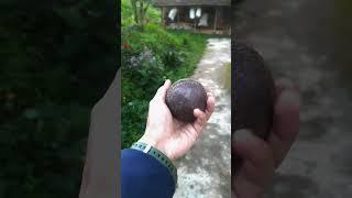 Old Ball Getting Wicket and Length Practice  #cricket #nepal #india #cricketlover #shorts #bolwing