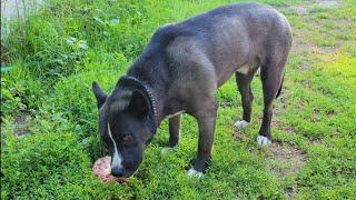 Hachi the Pitsky eats raw chicken meat and bones: ASMR