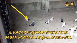 8. KAÇAK KUŞUMUZU YAKALADIK SABAH KONMADI AKŞAM DAMDAYDI.