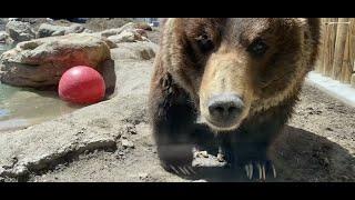 Big Bear Alpine Zoo. Full Tour. Bears and eagles and wolfs. Such a beautiful experience. 4/8/2023